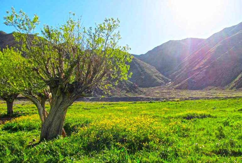 دشت هویچ - دشت گرچال - همیار ملک